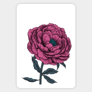 Peony drawing 3 Magnet